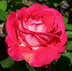 Foto de Rosa 'Rose Dot' no San Jose Heritage Rose Garden
